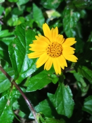 Sphagneticola calendulacea