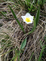 Ranunculus kuepferi
