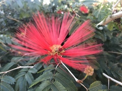 Calliandra tweediei