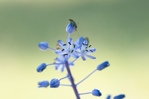 Scilla hyacinthoides