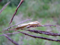 Oebalus