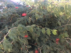 Calliandra tweediei