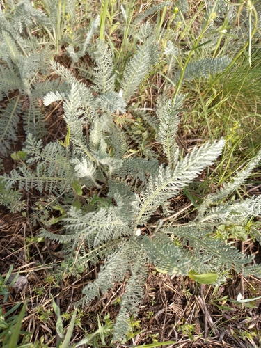 Tanacetum millefolium, photograph 2