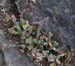 Sedum potosinum