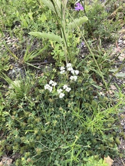 Valerianella amarella