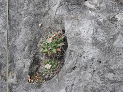 Mammillaria melanocentra melanocentra