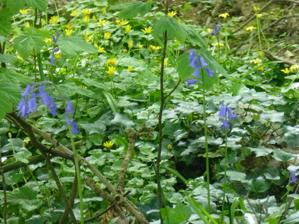 English Bluebell