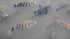 Heterotilapia buettikoferi