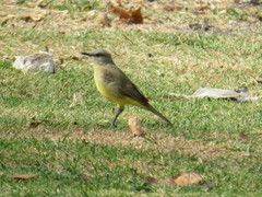 Machetornis rixosa