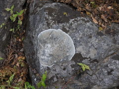 Lecanora marginata