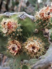 Opuntia atropes