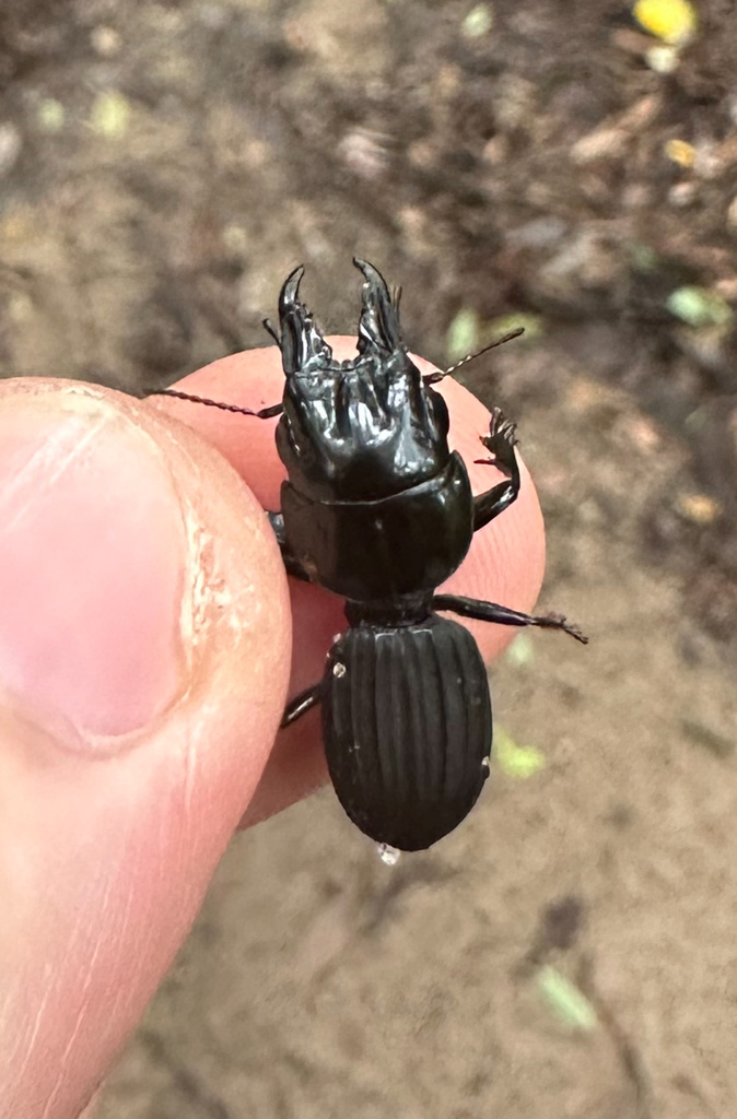 Tapinoscaris
