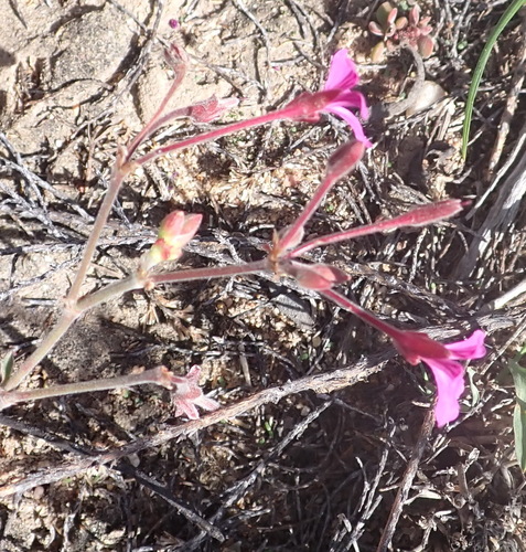 Image of Pelargonium reniforme by (c) Nicola van Berkel, some rights reserved (CC BY-SA)