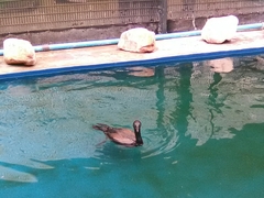 Phalacrocorax neglectus