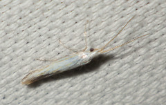 Coleophora ibipennella