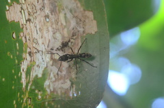 Neoponera