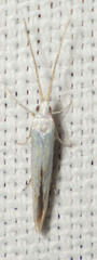 Coleophora ibipennella