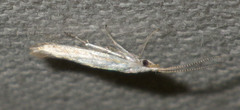Coleophora ibipennella