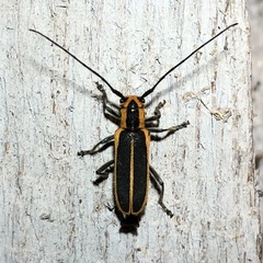 Saperda lateralis