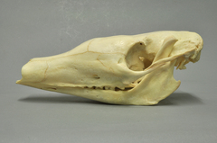 Aardvark photo 4