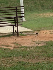 Acridotheres javanicus