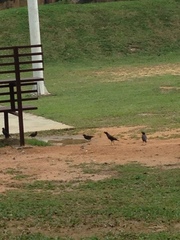 Acridotheres javanicus