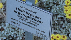 Helichrysum argyrophyllum