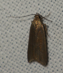 Acompsia cinerella