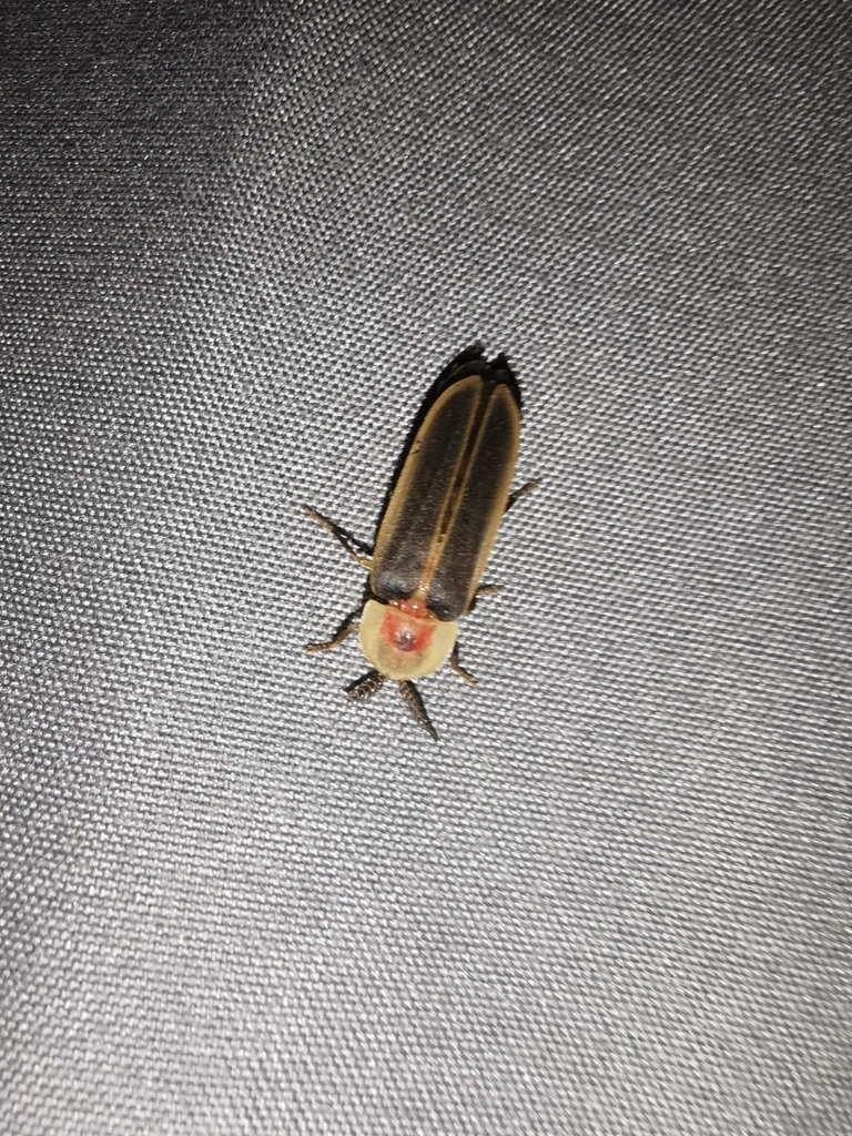 Pleotomus emmiltos