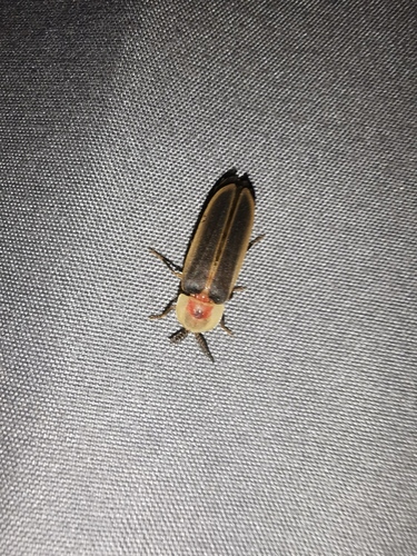 Pleotomus emmiltos