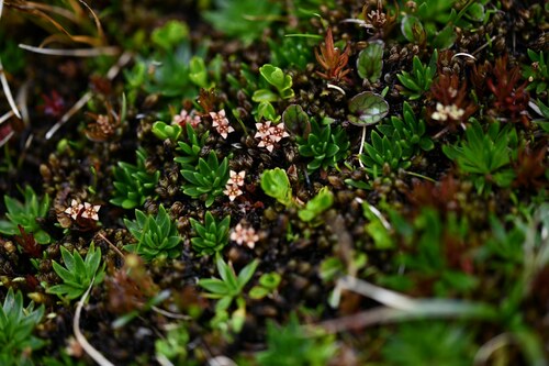Foxberry (Nanodea muscosa)