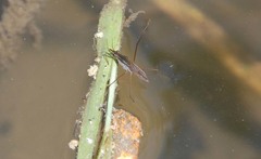 Gerris latiabdominis