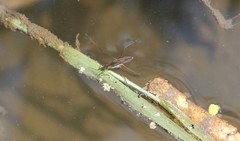 Gerris latiabdominis