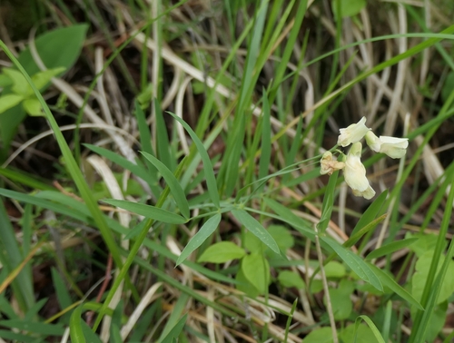 Image of Lathyrus pannonicus by no rights reserved
