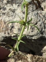 Angiospermae