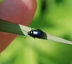 Gastrophysa atrocyanea