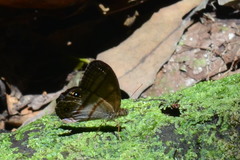 Amiga arnaca