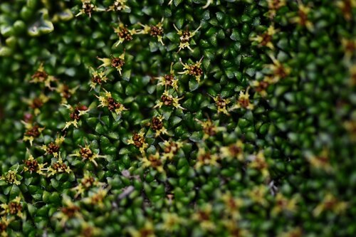 Notched moss-bog (Abrotanella emarginata)