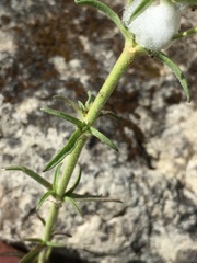 Angiospermae