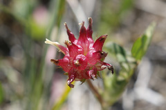 Trifolium depauperatum
