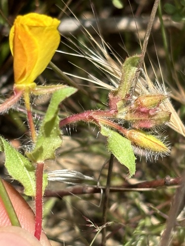 Camissoniopsis lewisii (Camissoniopsis lewisii)