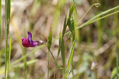 Lathyrus angulatus