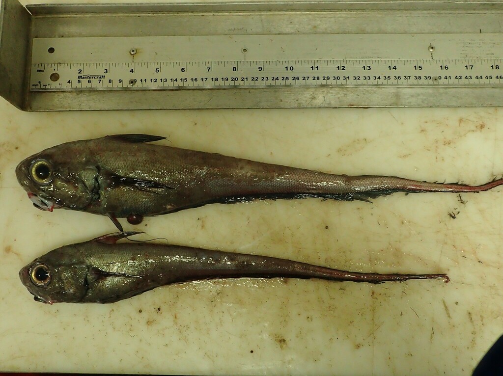 Foto de Granadero comun (Coryphaenoides rupestris)