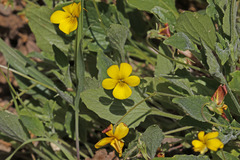 Viola purpurea quercetorum