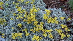 Helichrysum argyrophyllum