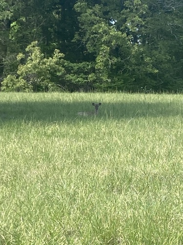White-tailed Deer photographed in Mississippi