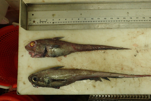 Foto de Granadero comun (Coryphaenoides rupestris)
