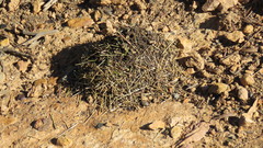 Myrmicaria nigra