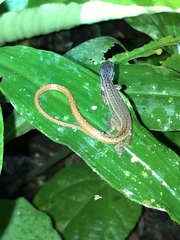 Cercosaura oshaughnessyi