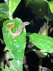 Cercosaura oshaughnessyi